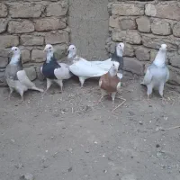 ۶تا کفتر طوقی|پرنده|کبودرآهنگ, |دیوار