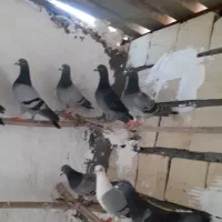 سلام ۲۰عددنرمسافتی
