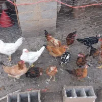 فروش مرغ لاری دو رگ و محلی