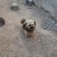 سگ پاکوتاه|سگ|شیروان (خراسان), |دیوار