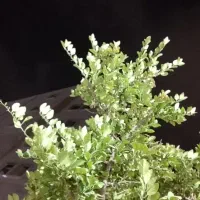 همخونه خ ا ن م