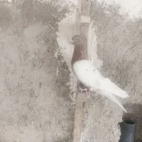 طوقی طوق زرد طوق سرخ کله سینه|پرنده|شیراز, کوشک میدان|دیوار