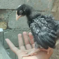 جوجه آمروک