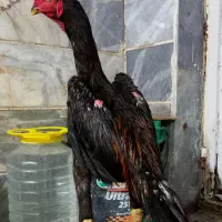خروس لاری