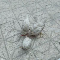 جوجه خروس