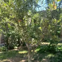 ۱۰۰۰متر ویلا هروی|فروش خانه و ویلا|باسمنج, |دیوار