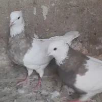 فروش طوقی وپلاکی