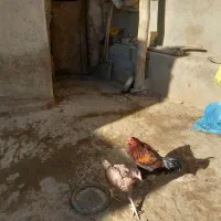 مرغوخروس لاری