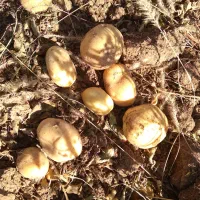 سیب زمینی فریدن|عمدهفروشی|داران, |دیوار