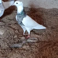طوقی سرور