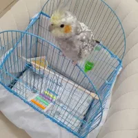 عروس هلندی|پرنده|رشت, سعدی (تختی)|دیوار