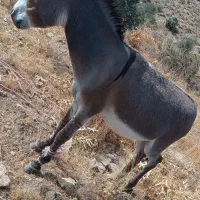 الاغ نر مناسب سواری|حیوانات مزرعه|ارژن, |دیوار