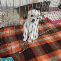 توله سگ نر مالتیز سه ماه شناسنامه دار