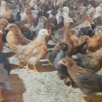 جوجه‌محلی‌اردک‌رنگی‌برهماسلطان‌بوقلمون‌گلین بلدرچی|حیوانات مزرعه|شیراز, کاراندیش|دیوار