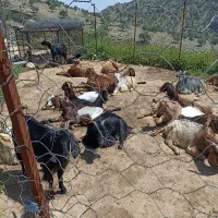 بیست راس بز هیکل