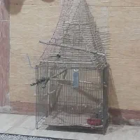 قفس