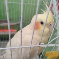 فروش عروس هلندی لوتینو ۸۰۰