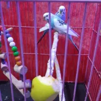 دو عدد مرغ عشق