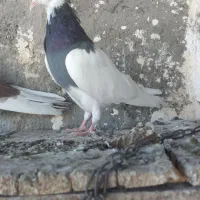 کبوتر طوقی کاکلی|پرنده|قم, الوندیه و گذر صادق|دیوار