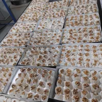 باسلق|خوردنی و آشامیدنی|رباطکریم, رباطکریم|دیوار