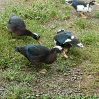 فروش اردک اسرائیلی در تالش|حیوانات مزرعه|تالش, هشتپر|دیوار