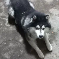 سگ مالاموت اصیل سورتمه معاوضه هم می شه|سگ|رشت, پسیخان|دیوار