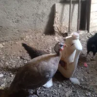 مرغ شاخدار