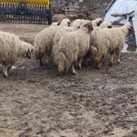 بره ماده|حیوانات مزرعه|ماهیدشت, |دیوار