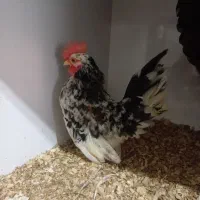 خروس جاپنیز مینیاتوری کف خواب