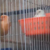 قناری ردفاکتورومزائیکی