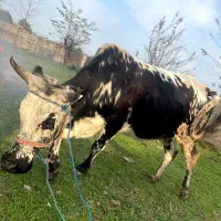 گاو ۷ماه نیم حامله