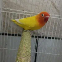 طوطی کوتوله نر|پرنده|بندرعباس, |دیوار