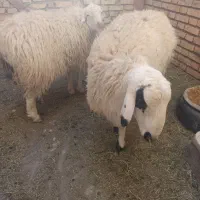 گوشت بره نر سرحال