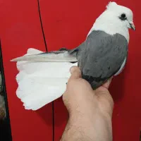 کفتر پرشی (گرفتنی بلندی)