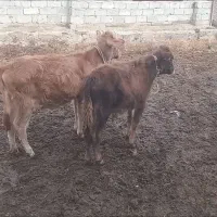فروش دوراس گوساله نر و ماده