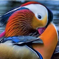 تخم نطفه دار اردک ماندارین و کارولین