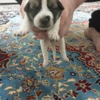 ۶ عدد توله پیت بول تریر برای واگذاری|سگ|توتکابن, |دیوار