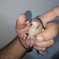 سهره دورگ دارابی ماده رابرا