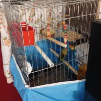 طوطی برزیلی