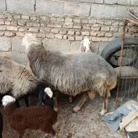 گوسفند نر تخمی ۲ ساله وزن بالا و کار بلد۱۰۰ کیلو|حیوانات مزرعه|ارطه, |دیوار