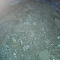 زورگوسفندی