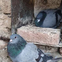 ی جفت خرقه ظالم|پرنده|اصفهان, عسگریه|دیوار