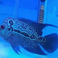 فلاور معاوضه با سهره