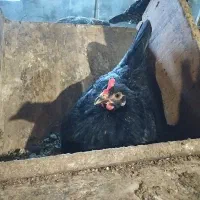 مرغ تخمگذار محلی|حیوانات مزرعه|اهواز, شهرک برق|دیوار