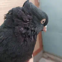 زاغ ابادانی