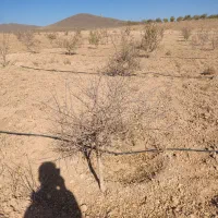 ده هزارمتر بادام مامایی جوان|فروش زمین و ملک کلنگی|سامان, |دیوار