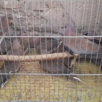 کبوتر شاتو (حراج ،نصف قیمت بازار)