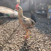 خروس نژاد دار