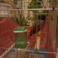 مرغ مینای سخنگو