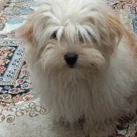 سگ آپارتمانی تریر